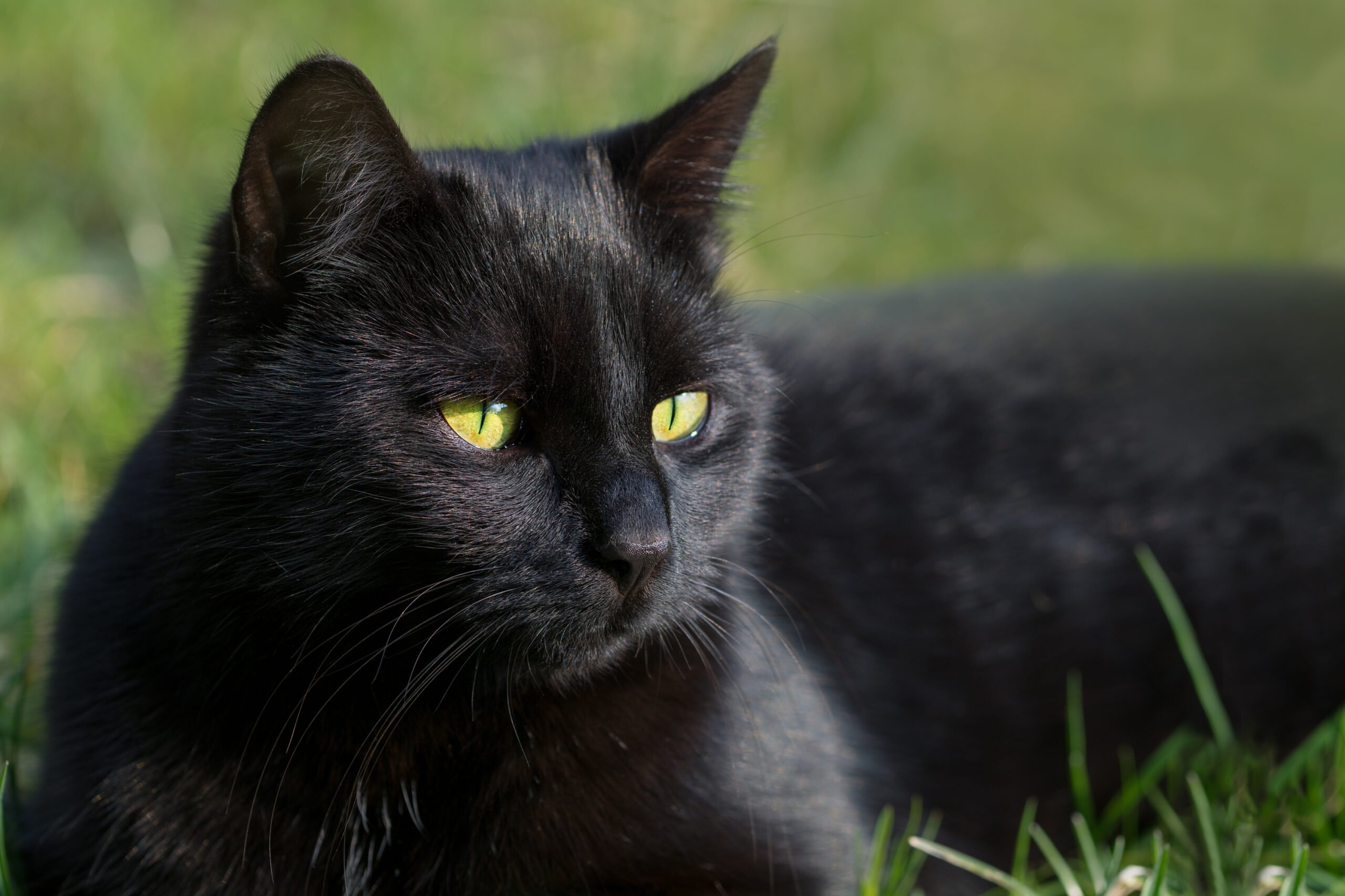 Black Cat Day - October 27, 2024 | Spirit Of The Holidays