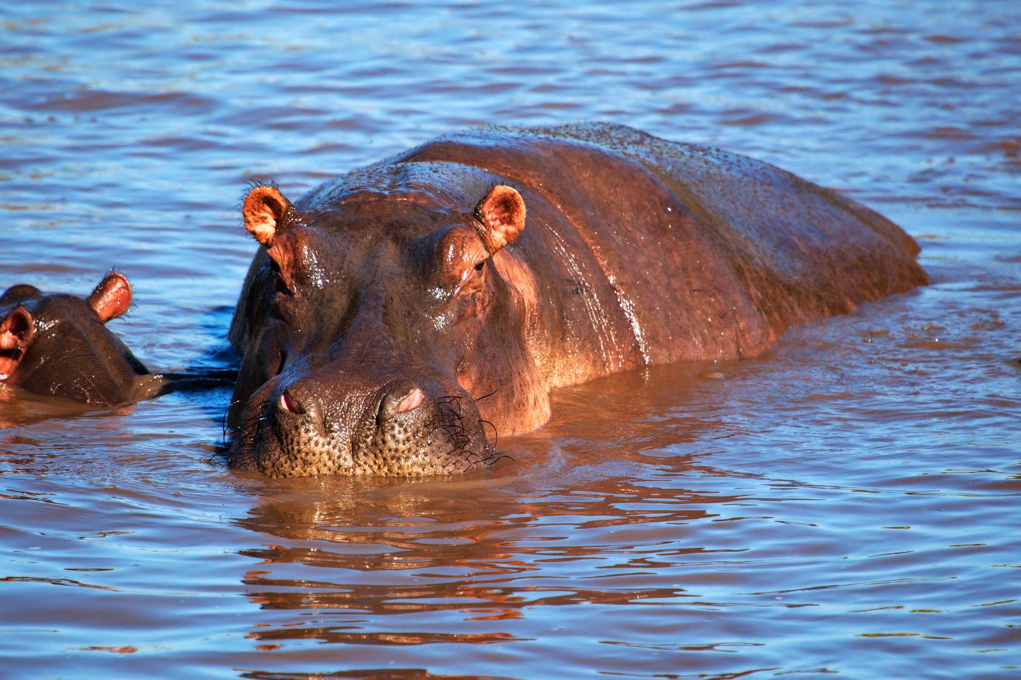 Hippo Day February 15, 2024 Spirit Of The Holidays