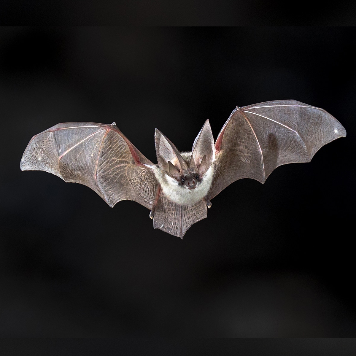 International Bat Appreciation Day April 17, 2024 Spirit Of The