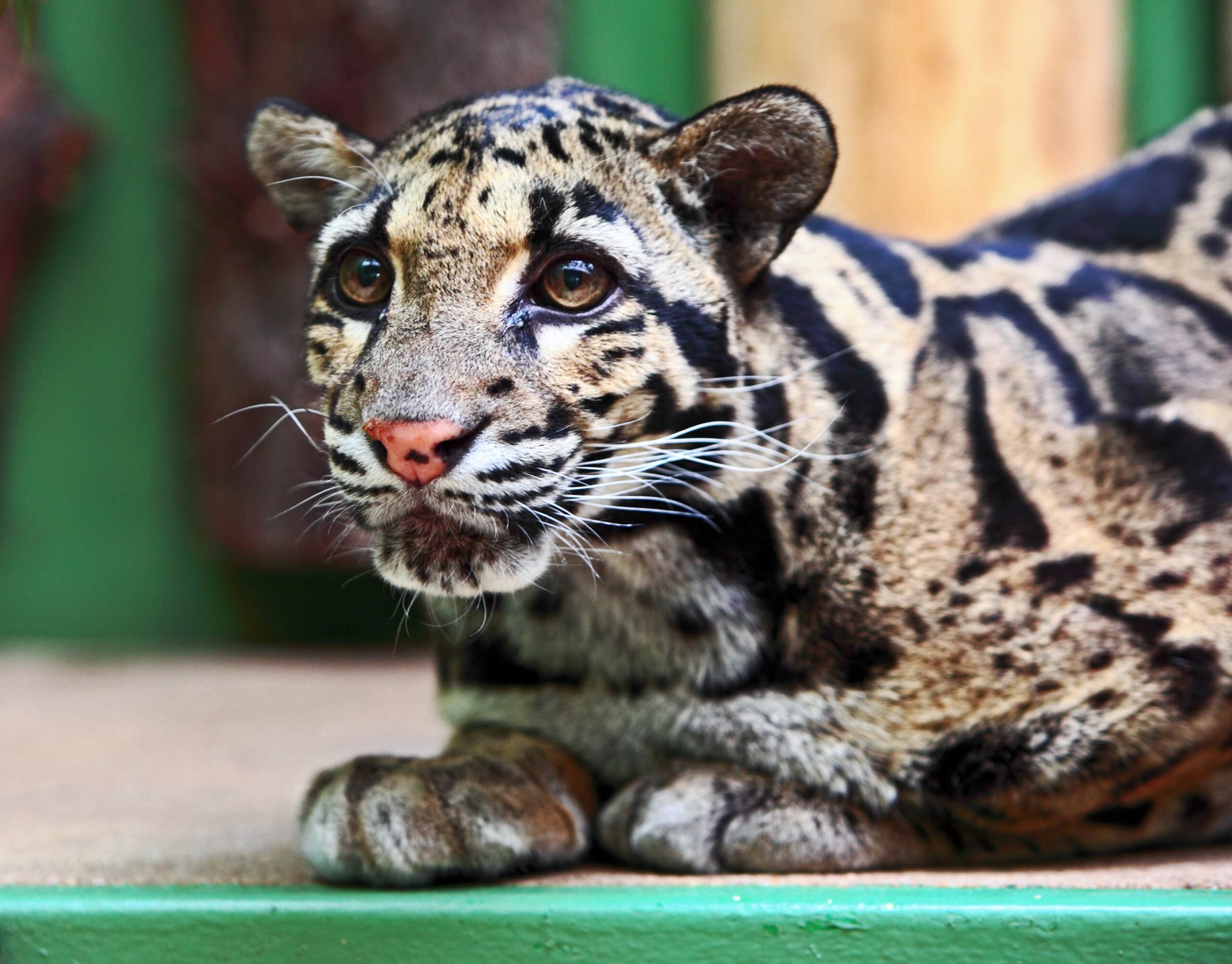 International Clouded Leopard Day August 4, 2024 Spirit Of The Holidays