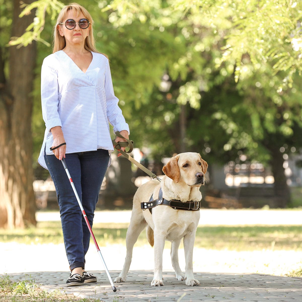 International Guide Dog Day April 29, 2025 Spirit Of The Holidays