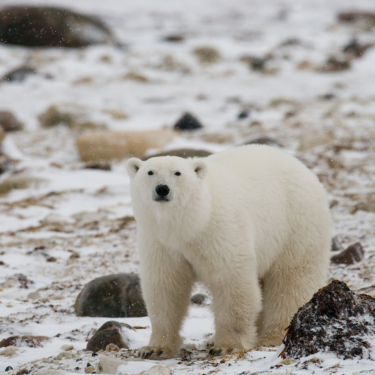 International Polar Bear Day 