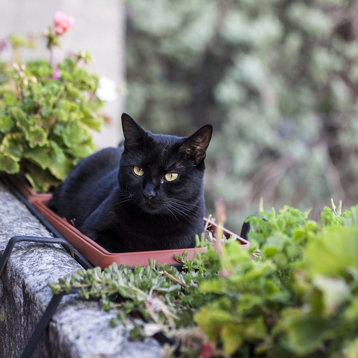 National Black Cat Appreciation Day August 17, 2024 Spirit Of The