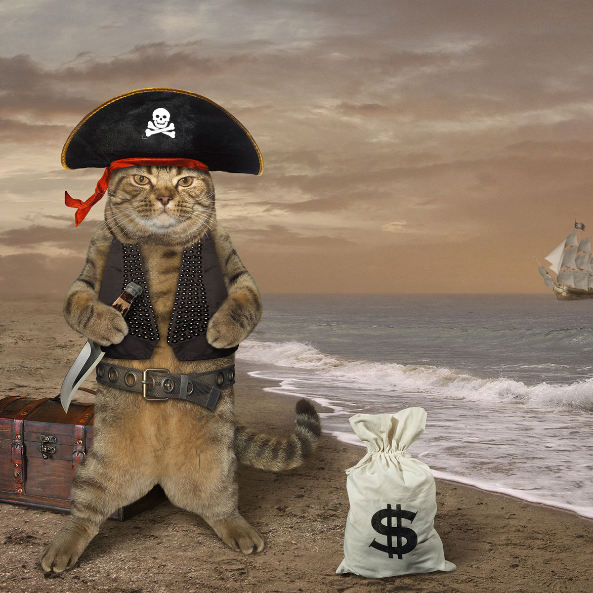 National Meow Like a Pirate Day September 19, 2024 Spirit Of The