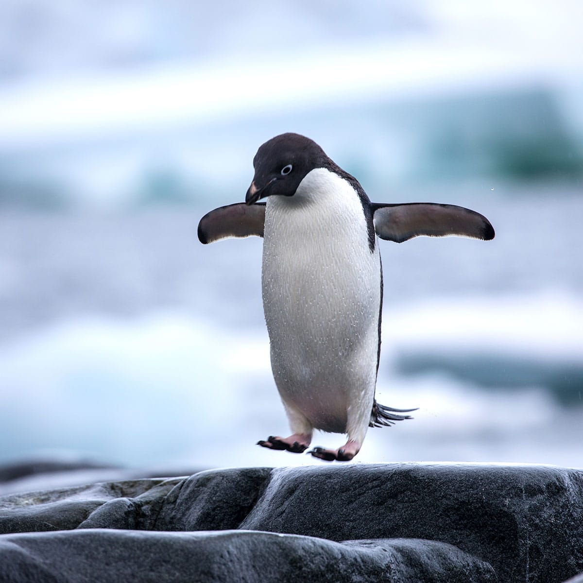 National Penguin Day January 20, 2025 Spirit Of The Holidays