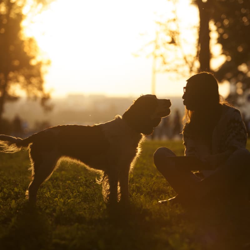 National Pet Memorial Day September 13, 2024 Spirit Of The Holidays