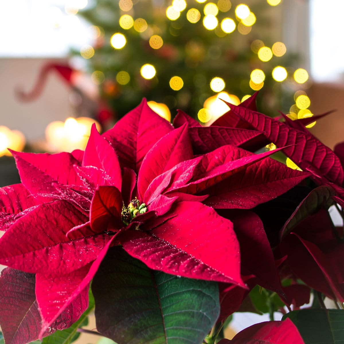 National Poinsettia Day December 12, 2024 Spirit Of The Holidays