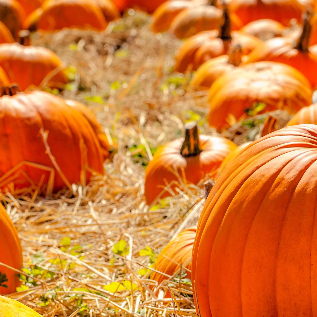 National Pumpkin Day October 26, 2024 Spirit Of The Holidays