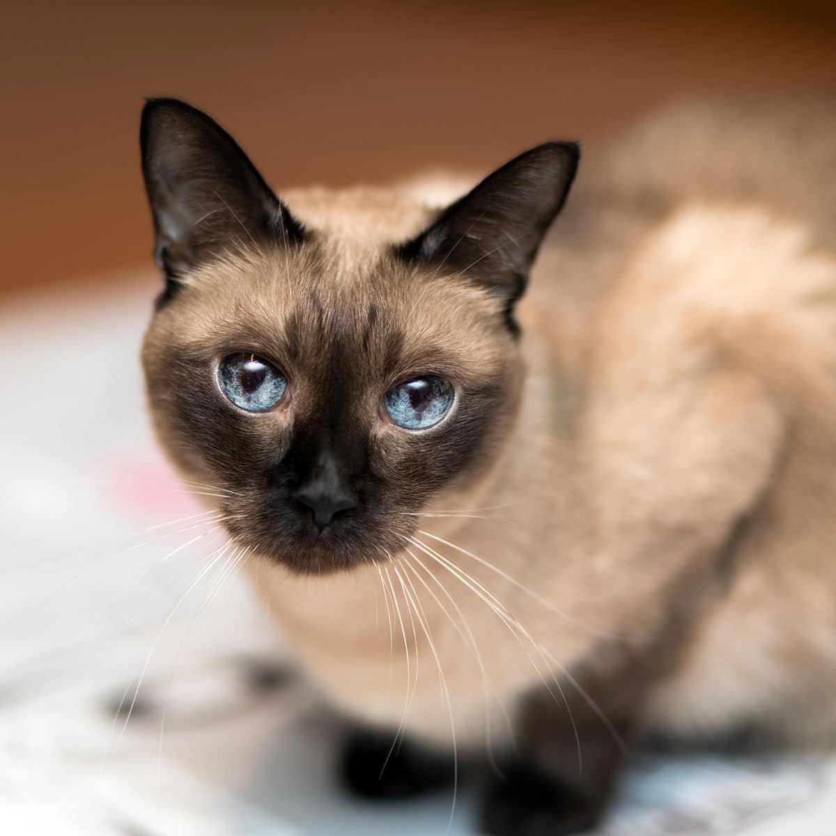 National Siamese Cat Day April 6, 2024 Spirit Of The Holidays