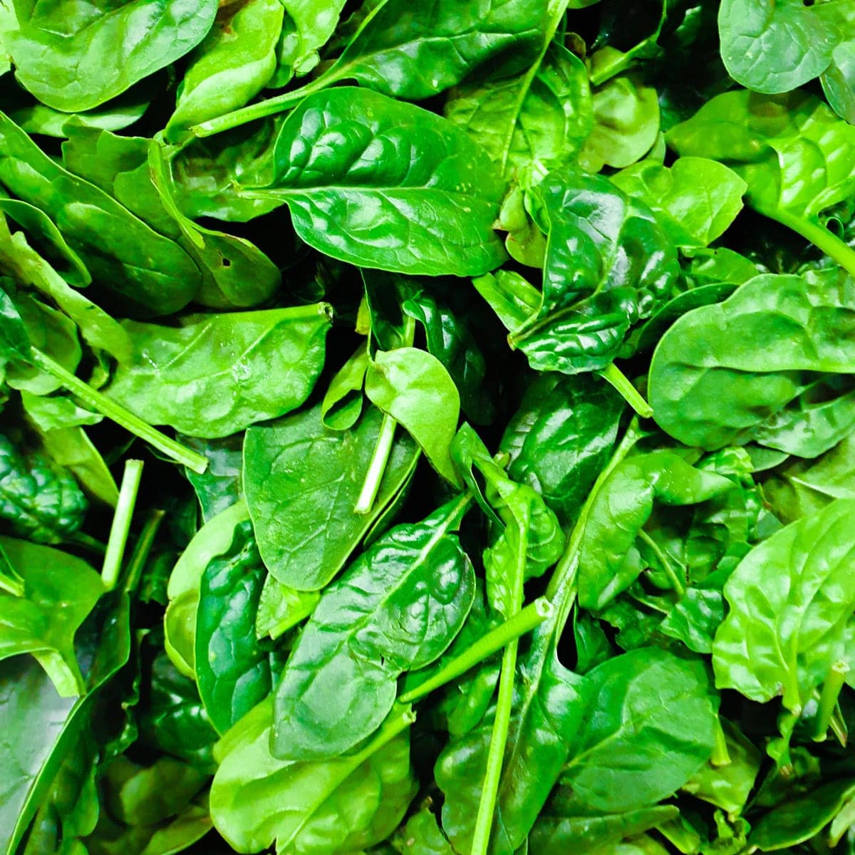 National Spinach Day March 26, 2024 Spirit Of The Holidays