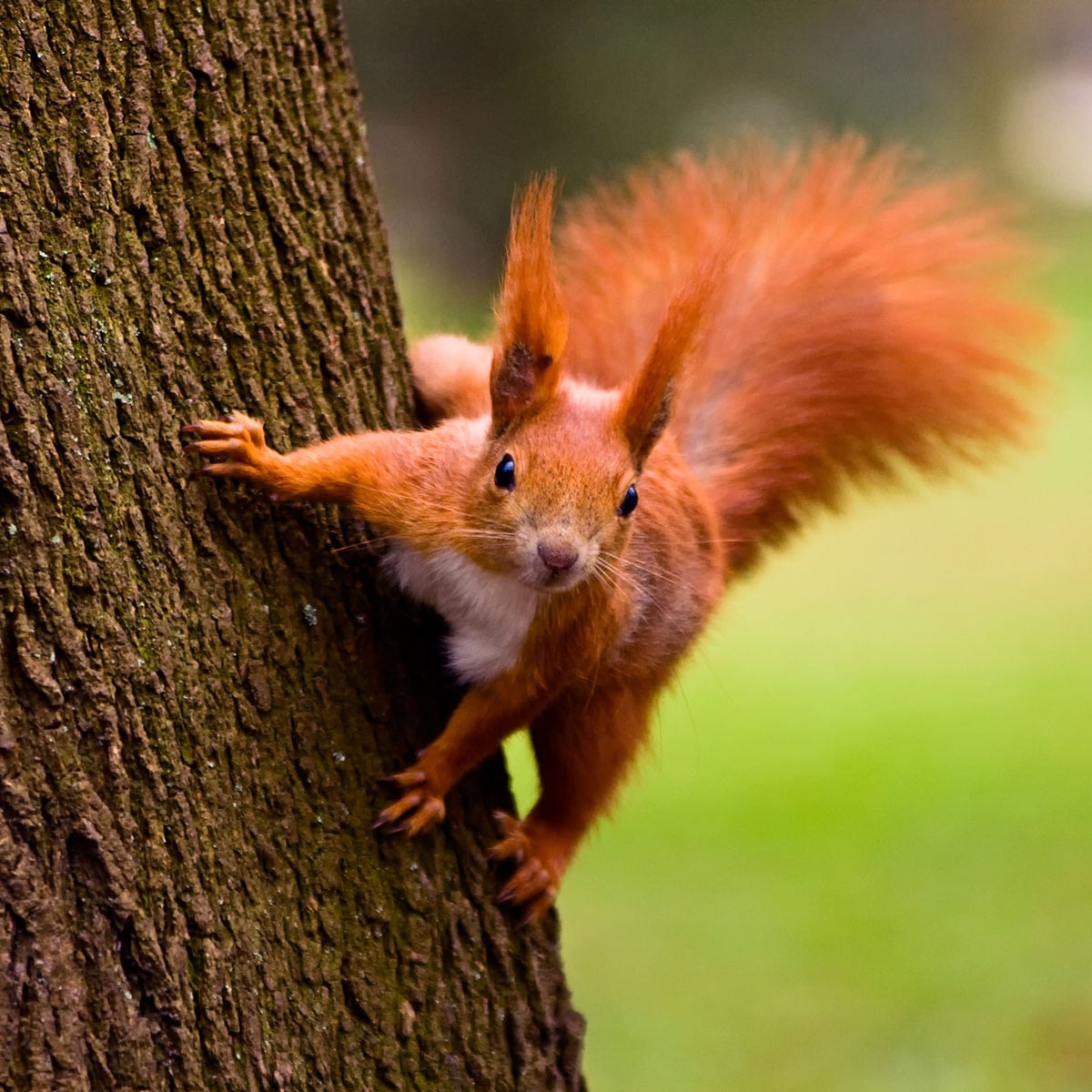 National Squirrel Appreciation Day January 21, 2025 Spirit Of The