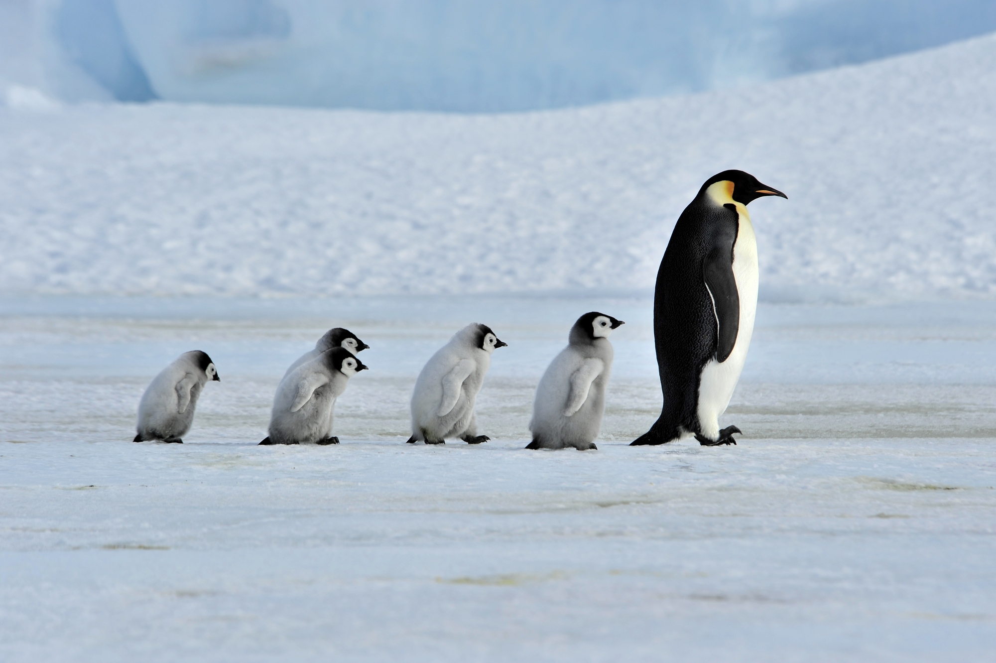 Penguin Awareness Day January 20, 2025 Spirit Of The Holidays