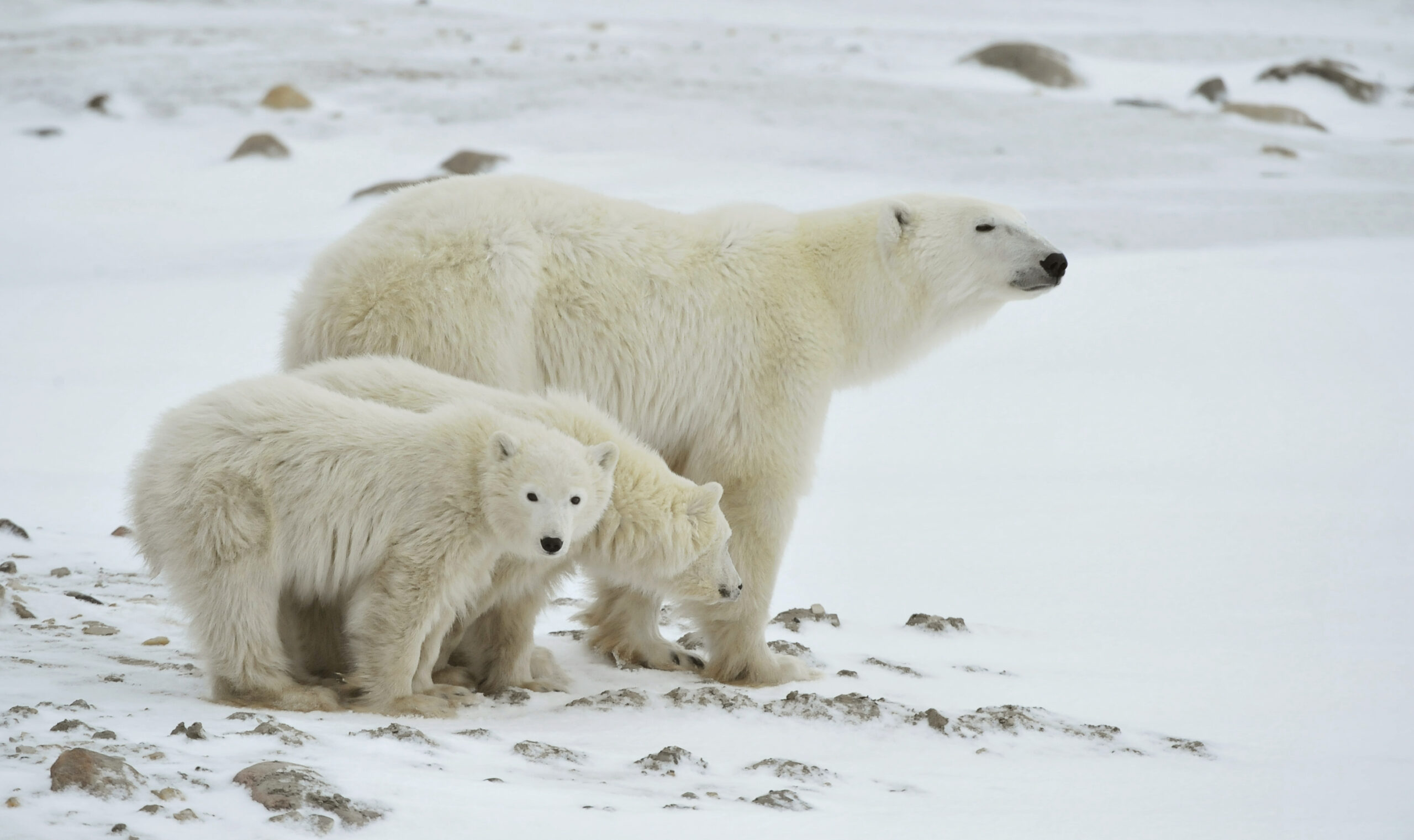 Polar Bear Day February 27, 2025 Spirit Of The Holidays