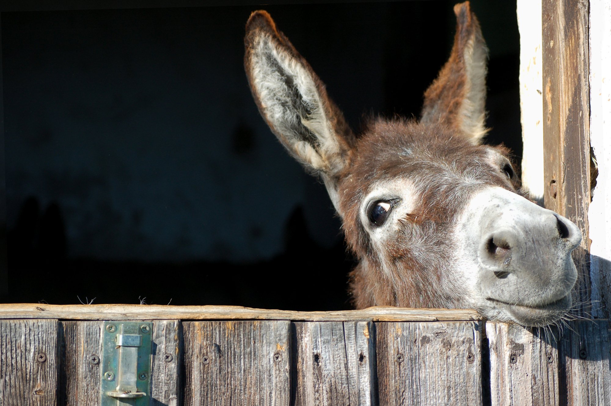 World Donkey Day May 8, 2024 Spirit Of The Holidays